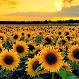 Meet your Posher, Orianna